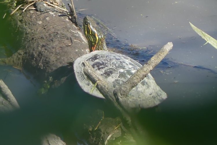 Western Painted Turtle Carr Slough Prescott Beach