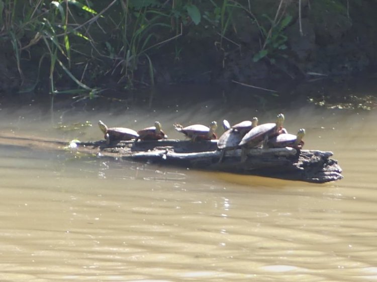 Western Painted Turtle Carr Slough Prescott Beach