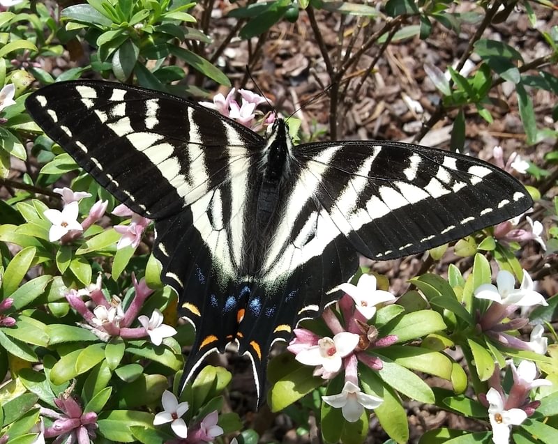 Pale Swallowtail Papilio eurymedon columbia county northwest oregon