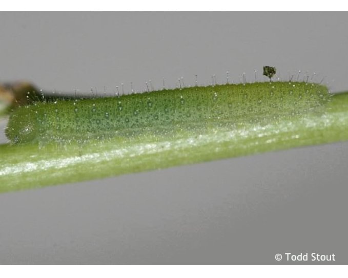 Margined White Pieris marginalis larva caterpillar yellowcress toothwort pepperwort mustard family columbia county northwest oregon