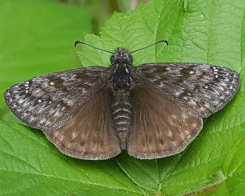 Propertius Duskywing Erynnis propertius columbia county northwest oregon