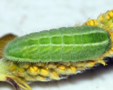 Sylvan Hairstreak Satyrium sylvinus columbia county northwest oregon