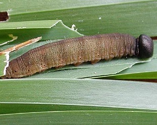 Sachem Atalopedes campestris larva caterpillar grasses columbia county northwest oregon