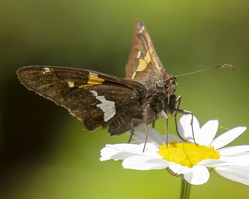 Silver-spotted Skipper Epargyreus clarus colubmia county northwest oregon