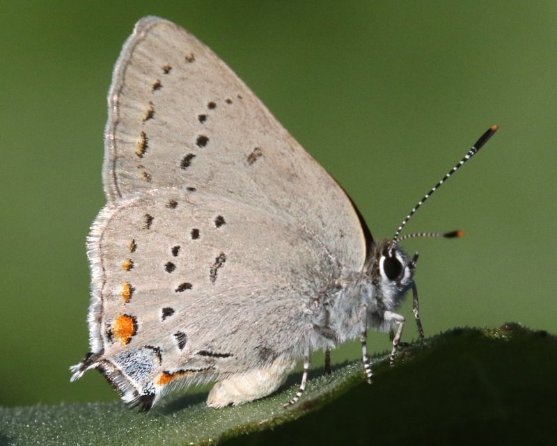 Sylvan Hairstreak Satyrium sylvinus nootka northwestern willow columbia county northwest oregon