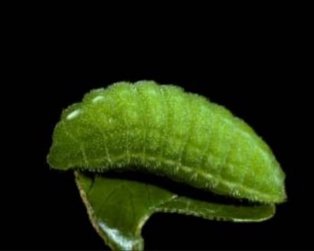 Tailed Copper Tharsalea arota lyceana larva caterpillar columbia county northwest oregon