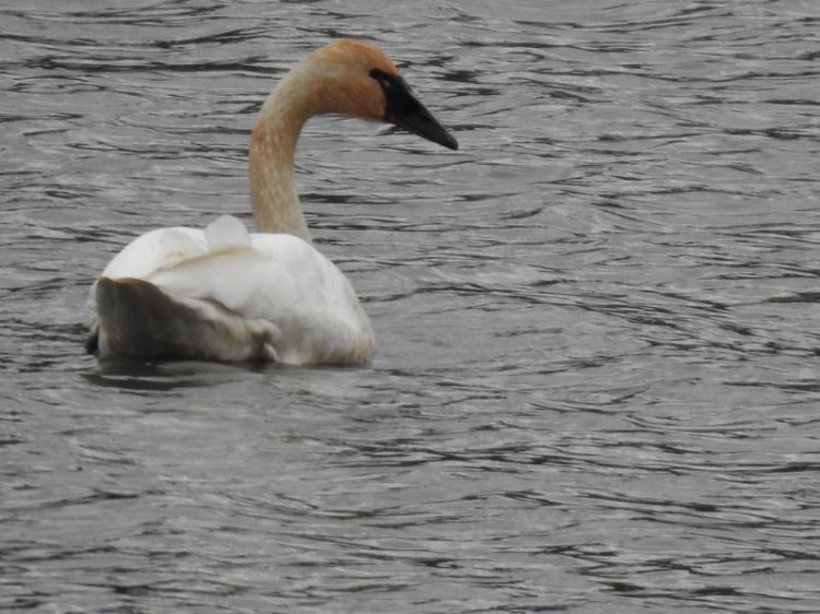 Trumpeter Swan at Carr Slough Prescott Beach