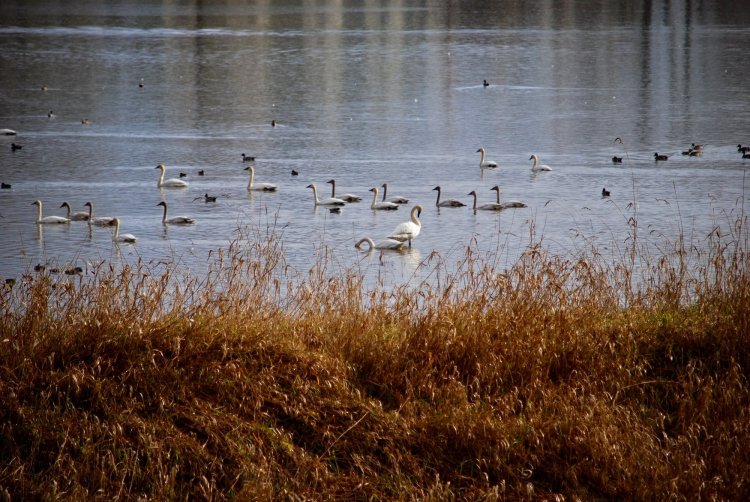 Trumpeter swans prescott beach columbia county rainier oregon