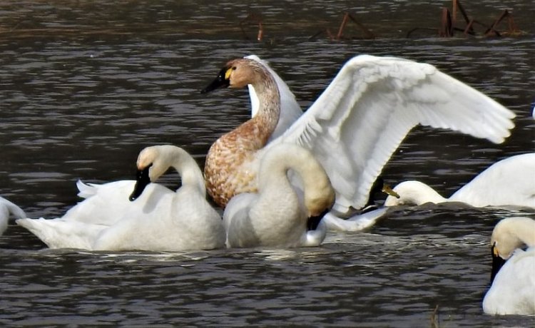 Tundra Swans at Carr Slough Prescott Beach