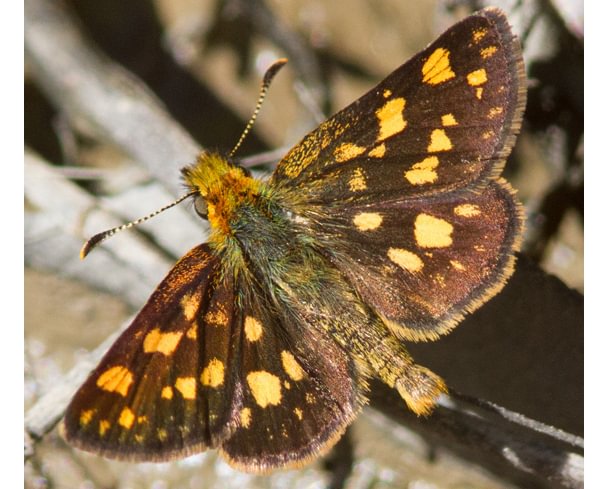 Western Arctic Skipper Carterocephalus palaemon skada columbia county northwest oregon