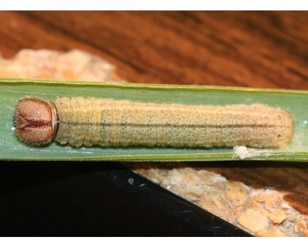 Woodland Skipper Woodland Skipper Ochlodes sylvanoides larva caterpillar grasses columbia county northwest oregon