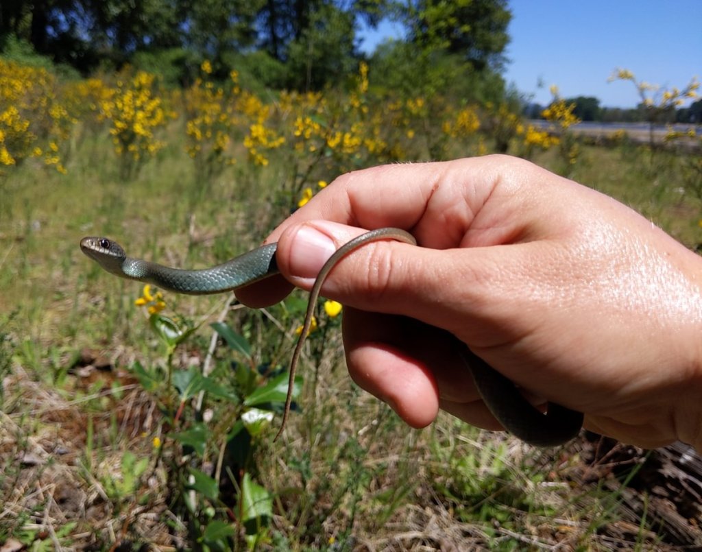 Western Yellow-bellied Racer trestle beach deer island St. Helens oregon Jon Hakim