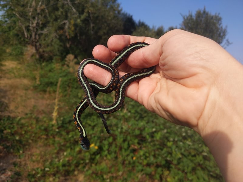 Red-spotted Garter Santosh Wildlife Area lake calportland scappoose honeyman road columbia county oregon