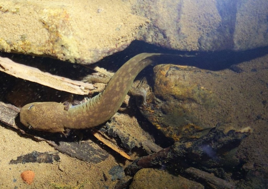 Cope's Giant Salamander Jon Hakim Columbia County Oregon