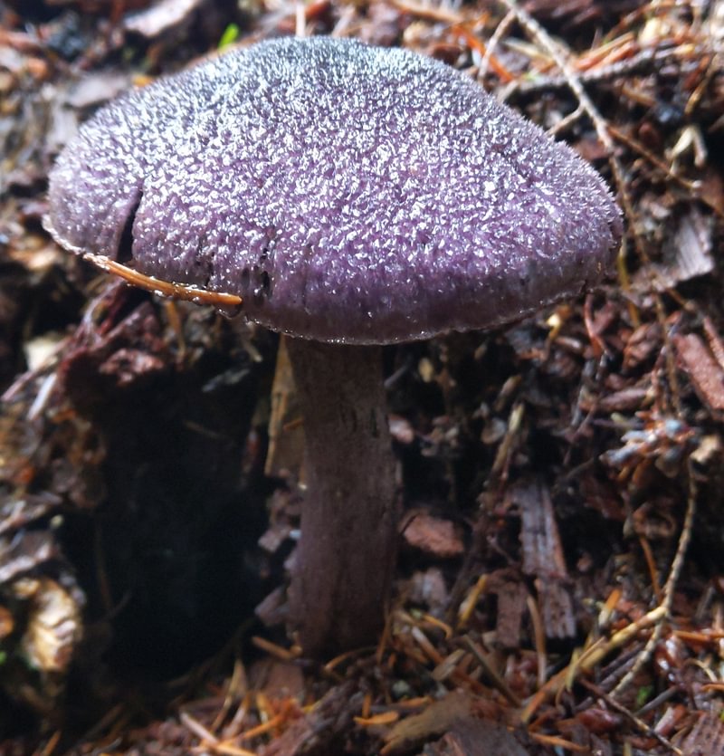 Violet Webcap Cortinarius violaceus mist columbia county northwest oregon purple mushroom