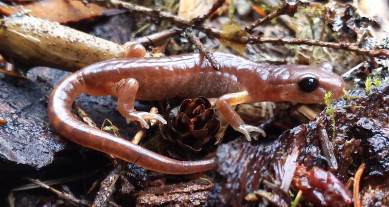 Oregon Ensatina Ensatina eschscholtzii columbia county northwest oregon mist