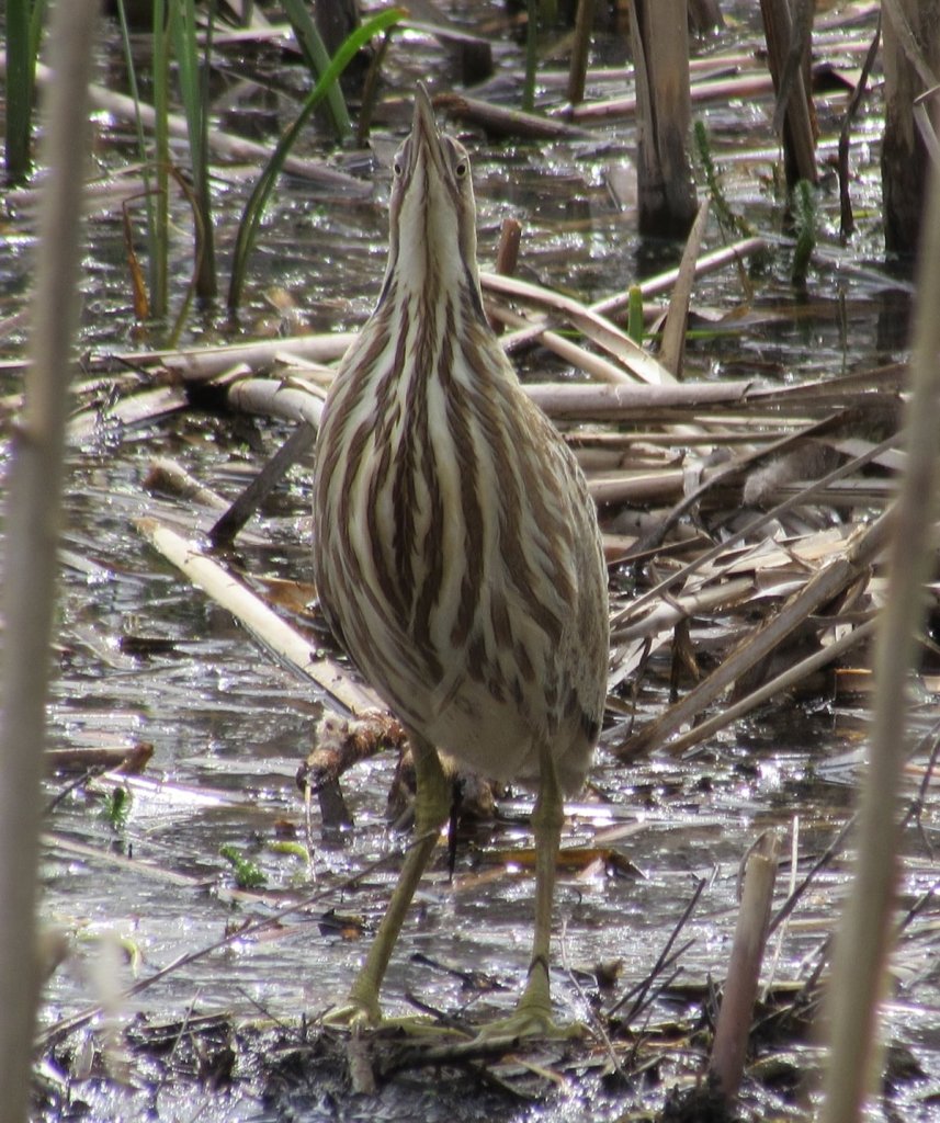 American Bittern Matt D'Agrosa CZ Trail Scappoose Bottoms