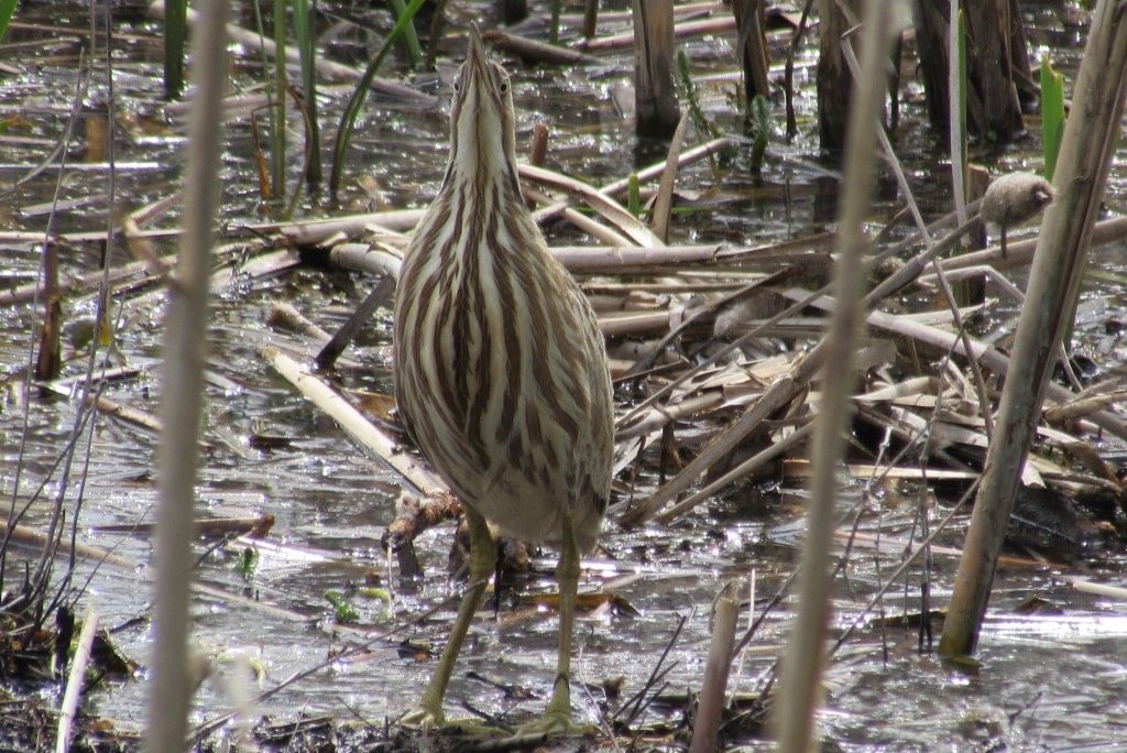 American Bittern CZ Trail Crown Zellerbach Scappoose Bottoms scappoose columbia county northwest oregon