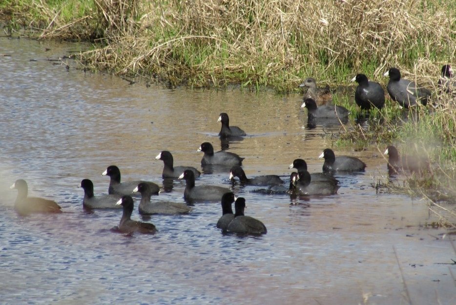 American Coots CZ Trail Crown Zellerbach Scappoose Bottoms scappoose columbia county northwest oregon