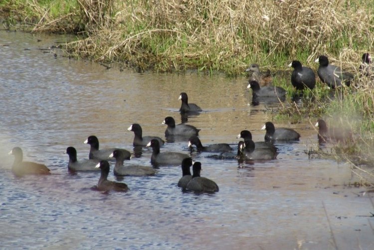 American Coots CZ Trail Crown Zellerbach Scappoose Bottoms scappoose columbia county northwest oregon