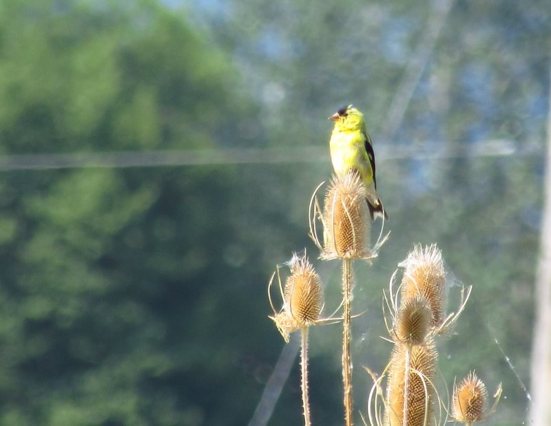 American Goldfinch Santosh Wildlife Area lake calportland scappoose honeyman road columbia county oregon