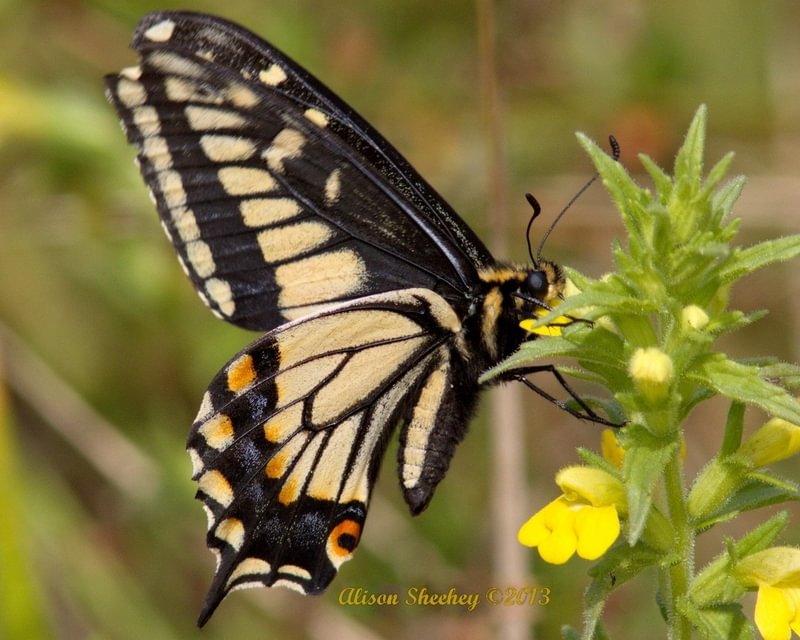 Anise Swallowtail Papilio zelicaon columbia county northwest oregon