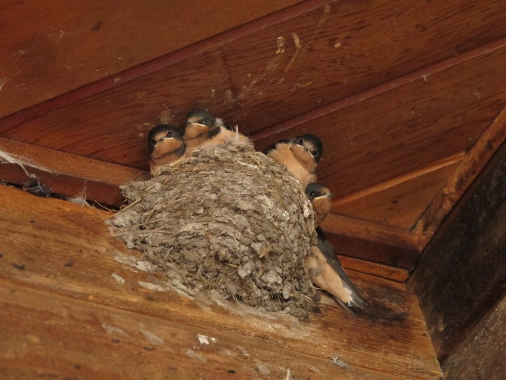 Barn Swallow nest (photo by Paolo Pietropaolo))