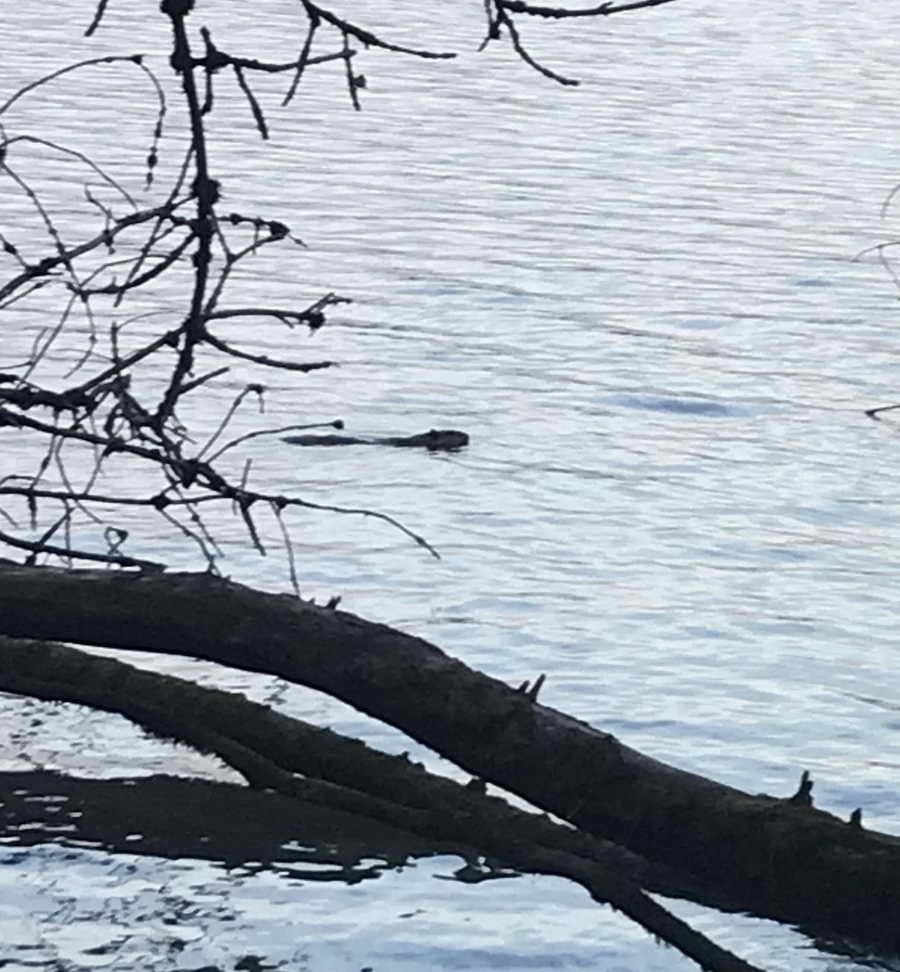 American Beaver Rose Hakim Dalton Lake St. helens oregon