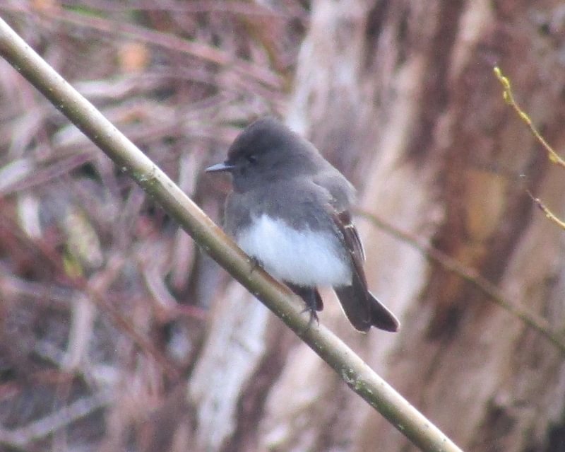 Black Phoebe CZ Trail Crown Zellerbach Scappoose Bottoms scappoose columbia county northwest oregon