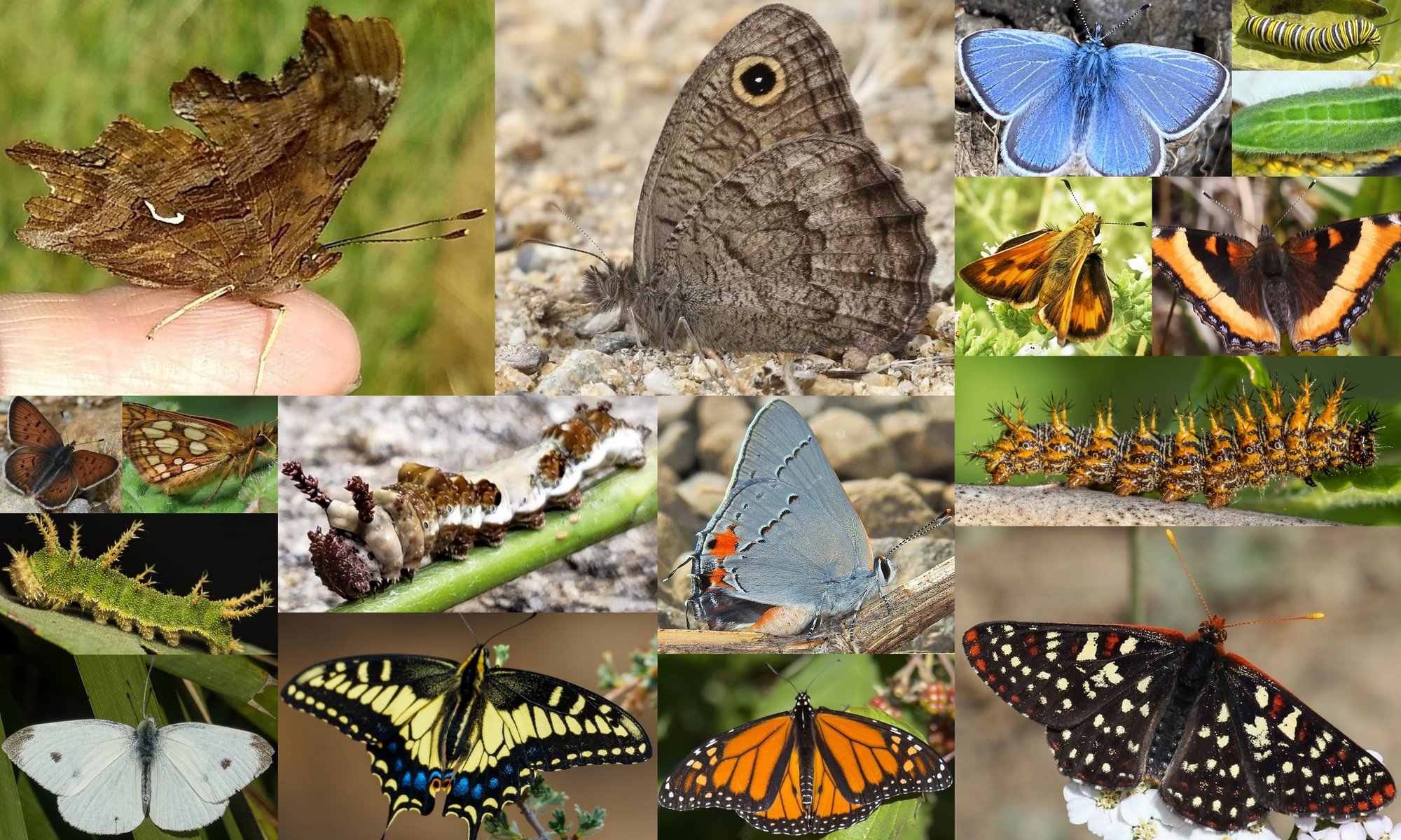 Butterflies of Columbia County northwest oregon