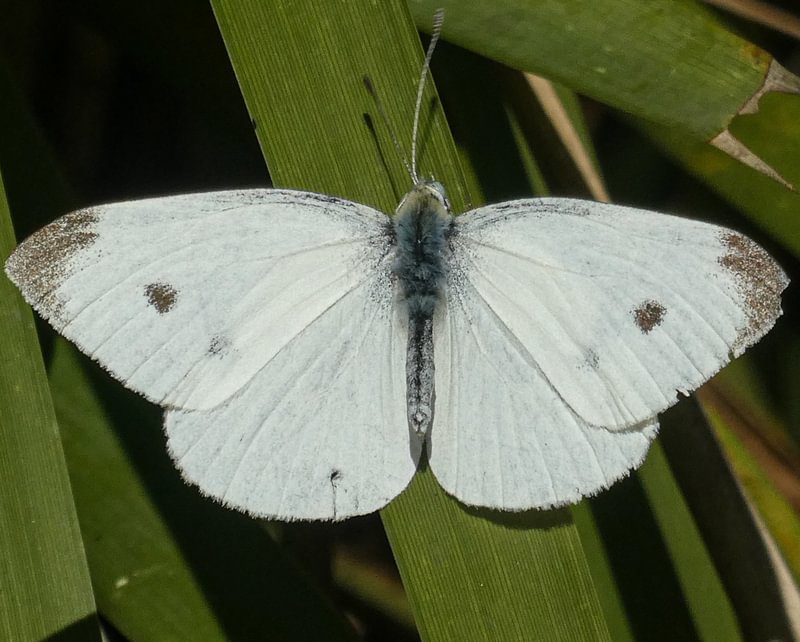 Cabbage White Pieris rapae columbia county northwest oregon