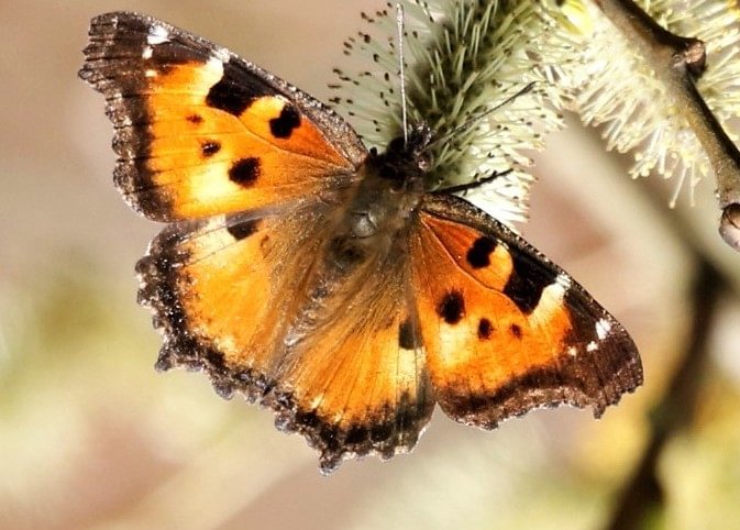 California Tortoiseshell Nymphalis californica herri columbia county northwest oregon