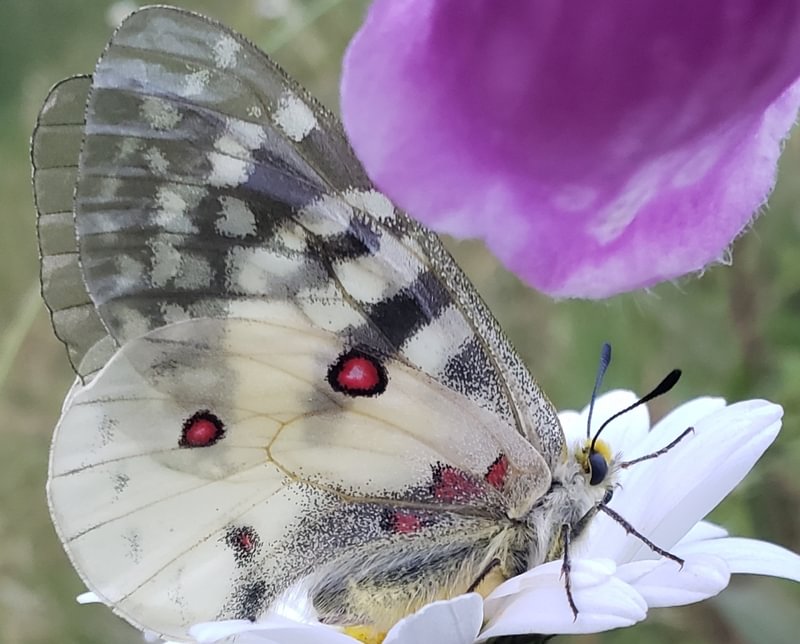 Clodius Parnassian Parnassius clodius columbia county northwest oregon