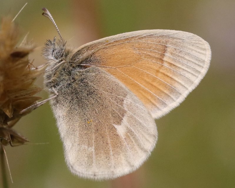 Common Ringlet Coenonympha california columbia county northwest oregon