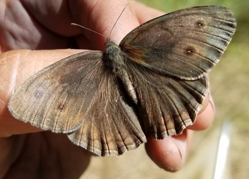 Common Wood-Nymph Cercyonis pegala northwest oregon columbia county