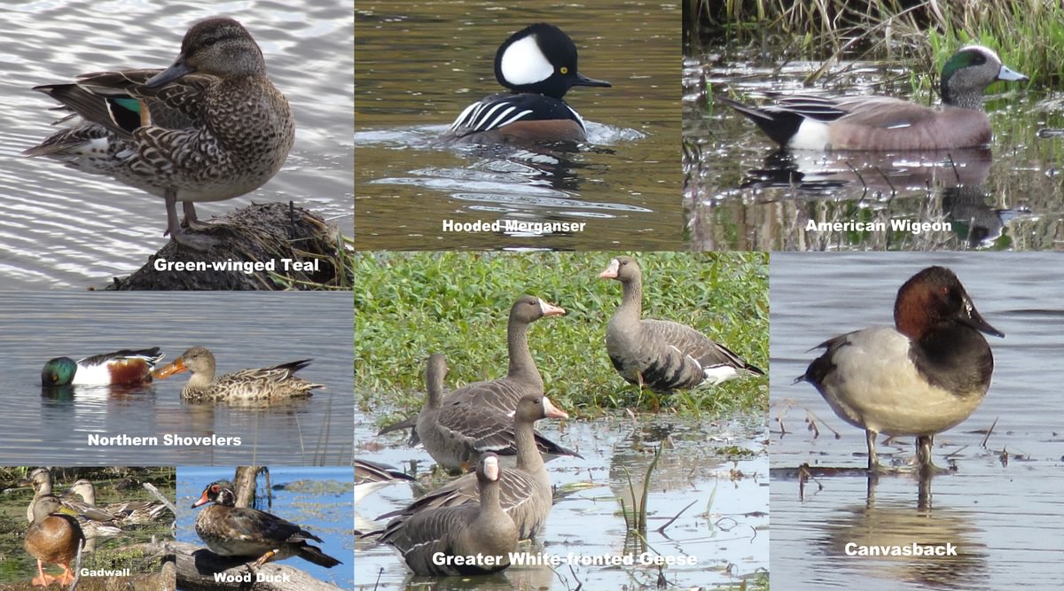 waterfowl ducks green-winged teal hooded merganser canvasback greater white-fronted geese CZ Trail Crown Zellerbach Scappoose Bottoms scappoose columbia county northwest oregon