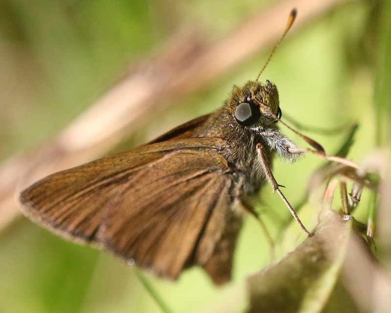 Western Dun Skipper Euphyes vestris vestris columbia county northwest oregon