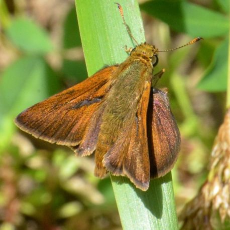 Western Dun Skipper Euphyes vestris vestris columbia county northwest oregon