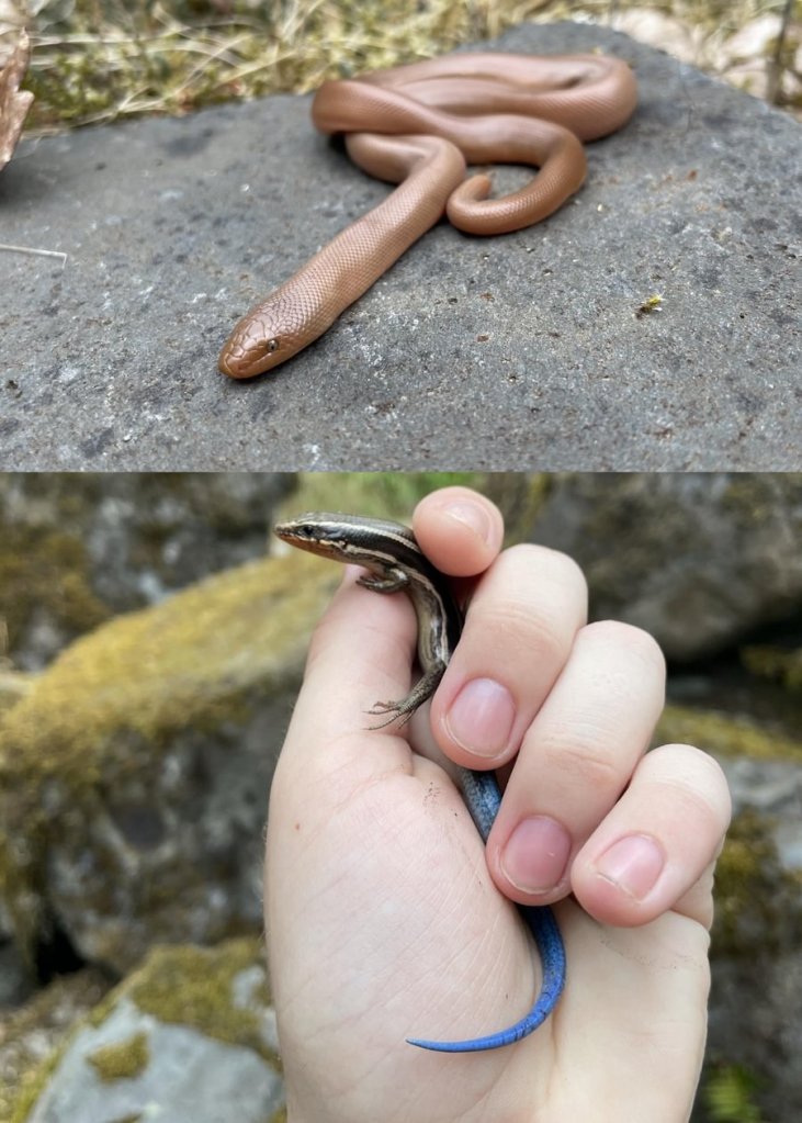 Northern Rubber Boa and Western Skink Lucas Green St. helens Oregon