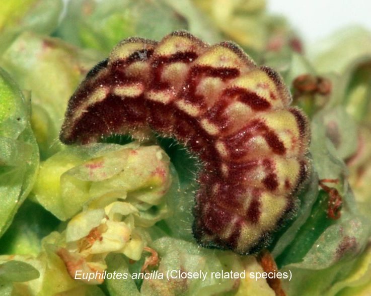Rocky Mountain Dotted-Blue Euphilotes ancilla columbia county northwest oregon