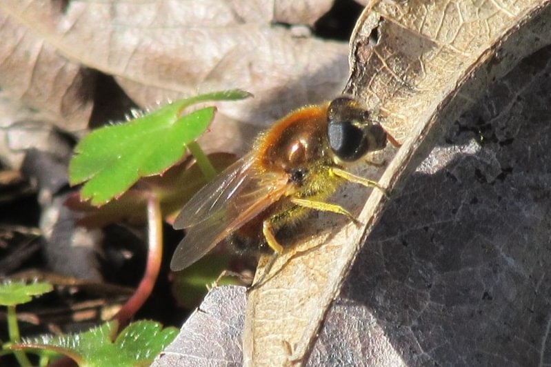 Great Spring-Cheilosia CZ Trail Crown Zellerbach Scappoose Bottoms scappoose columbia county northwest oregon