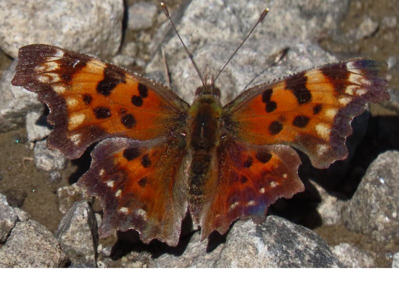 Rustic Green Comma Polygonia faunus rusticus columbia county northwest oregon