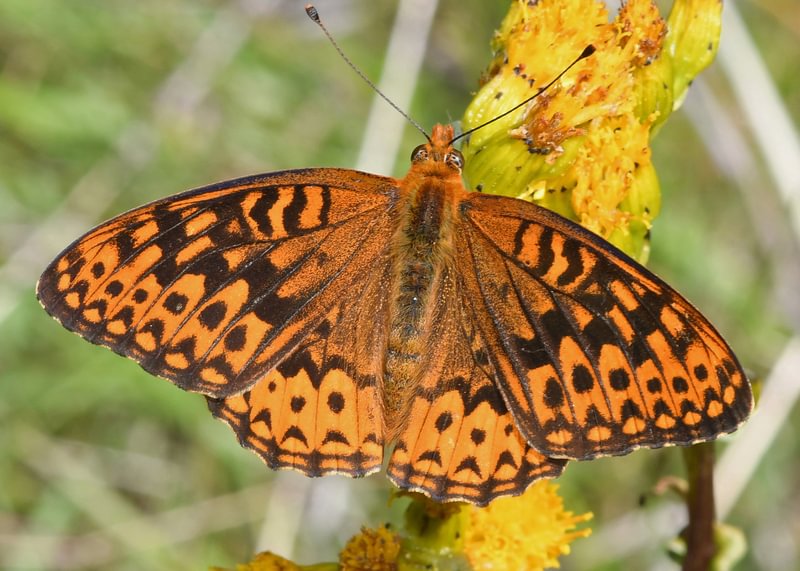 Hydaspe Fritillary Speyeria hydaspe rhodope columbia county northwest oregon