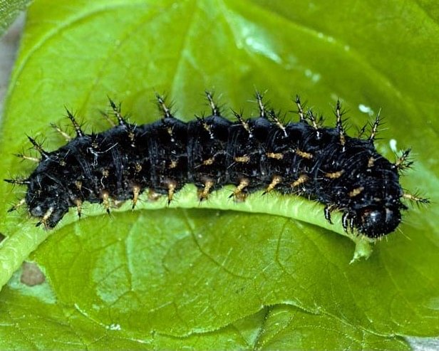 Hydaspe Fritillary Speyeria hydaspe larva caterpillar columbia county northwest oregon