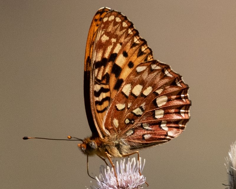 Hydaspe Fritillary Speyeria hydaspe rhodope columbia county northwest oregon