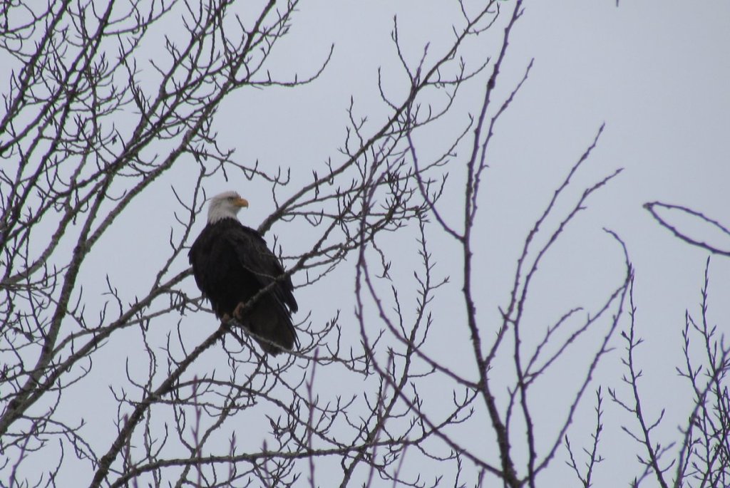 Bald Eagle CZ Trail Crown Zellerbach Scappoose Bottoms scappoose columbia county northwest oregon