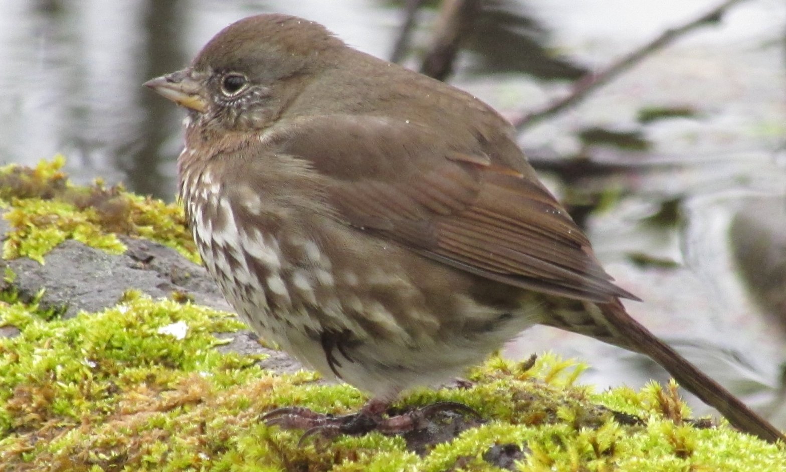 Fox Sparrow CZ Trail Crown Zellerbach Scappoose Bottoms scappoose columbia county northwest oregon