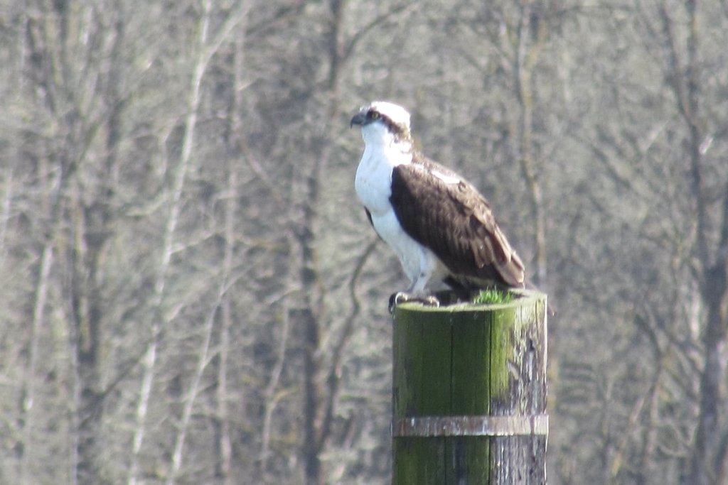 Osprey CZ Trail Crown Zellerbach Scappoose Bottoms scappoose columbia county northwest oregon