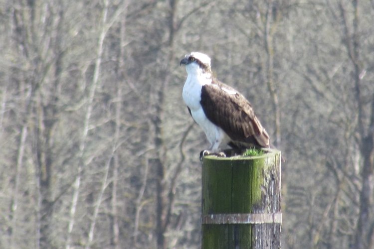 Osprey CZ Trail Crown Zellerbach Scappoose Bottoms scappoose columbia county northwest oregon