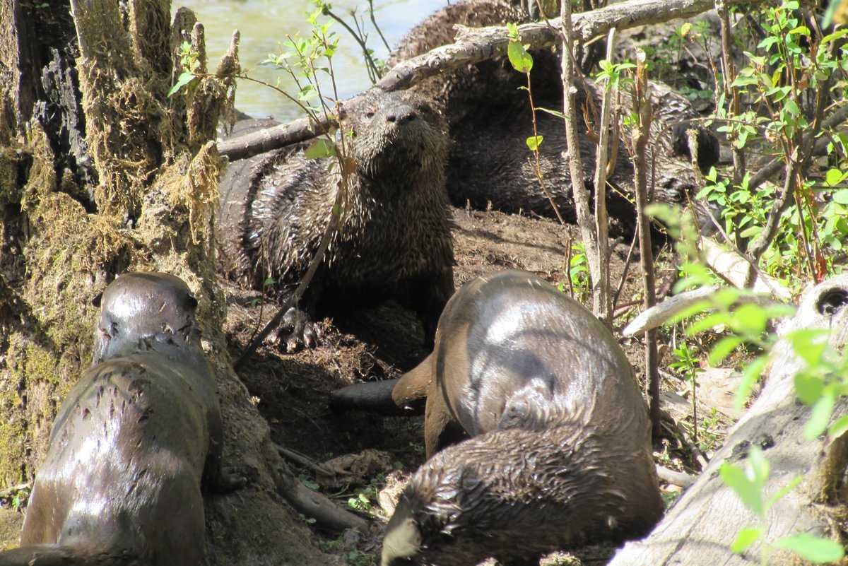 River Otters CZ Trail Crown Zellerbach Scappoose Bottoms scappoose columbia county northwest oregon